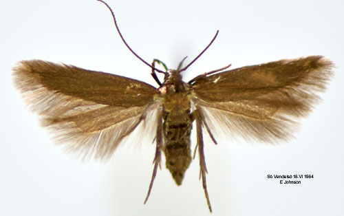 Enfrgad dystermal Oxypteryx unicolorella