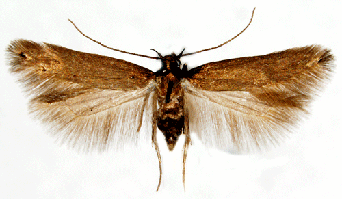 Enfrgad dystermal Oxypteryx unicolorella