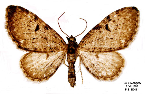 Paddbrsmalmtare Eupithecia actaeata