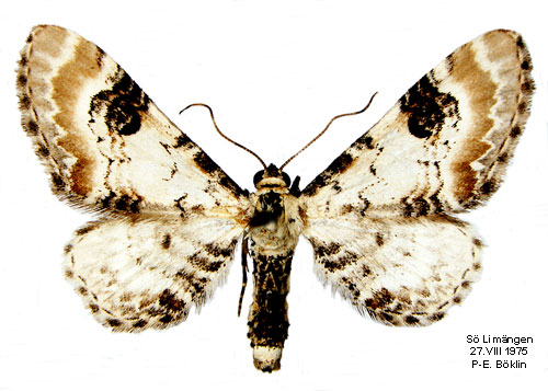 Klintmalmtare Eupithecia centaureata