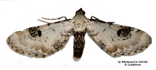 Klintmalmtare Eupithecia centaureata