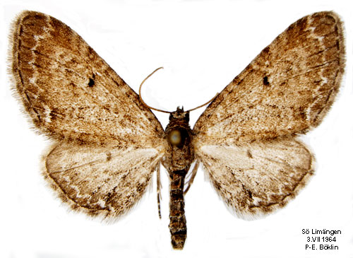 Blklockemalmtare Eupithecia denotata