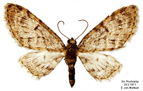 Mindre ekmalmtare Eupithecia dodoneata