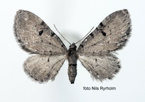 Blek malmtare Eupithecia expallidata