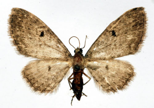 Granskogsmalmtare Eupithecia groenblomi