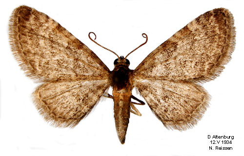 Klematismalmtare Eupithecia haworthiata