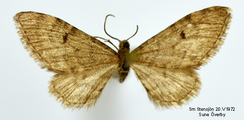 Tallmalmtare Eupithecia indigata