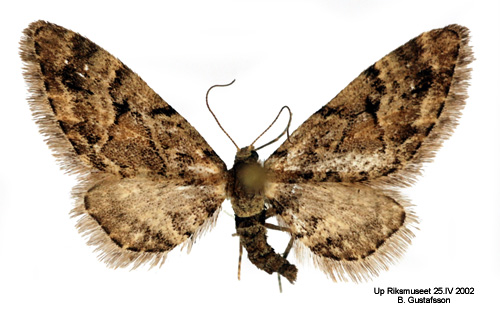 Lansettvingad malmtare Eupithecia lanceata