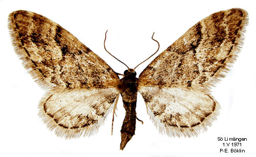 Lansettvingad malmtare Eupithecia lanceata