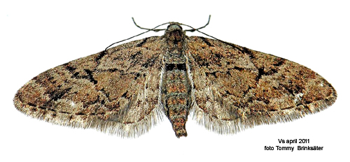 Lansettvingad malmtare Eupithecia lanceata