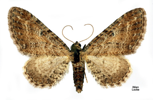 Backmalmtare Eupithecia millefoliata