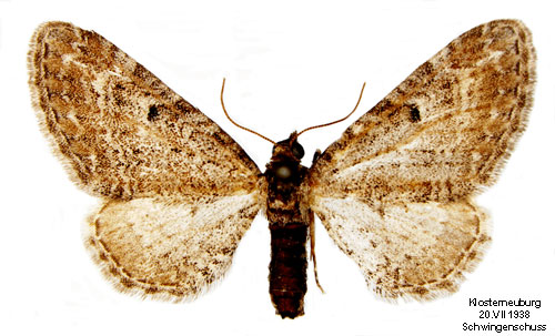 Backmalmtare Eupithecia millefoliata