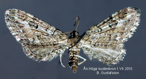Ljungmalmtare Eupithecia nanata