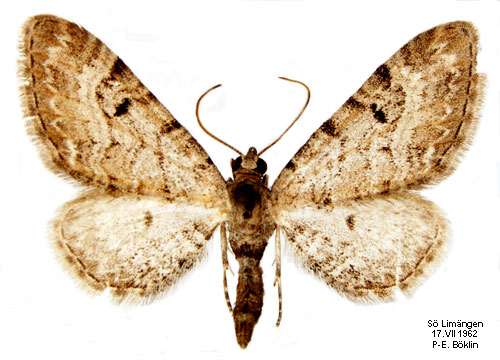 Backanismalmtare Eupithecia pimpinellata