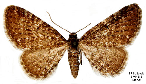 Dvrgmalmtare Eupithecia pygmaeata