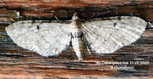 Hallonmalmtare Eupithecia subfuscata