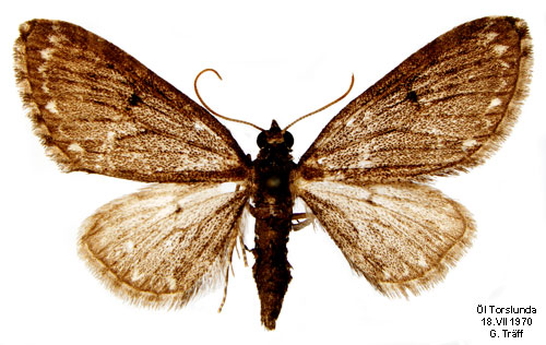 Bjrnflokemalmtare Eupithecia tripunctaria
