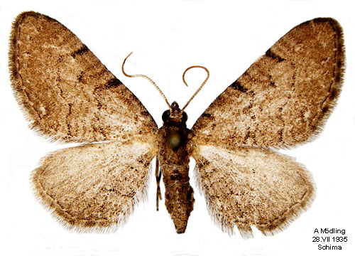 Vnderotsmalmtare Eupithecia valerianata