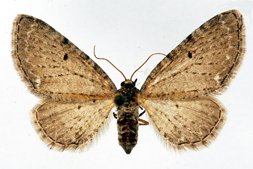 Nysrotsmalmtare Eupithecia veratraria
