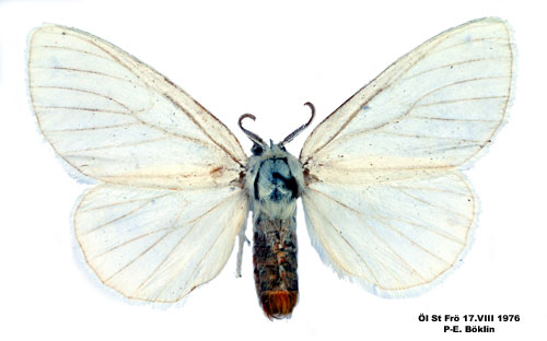 Krsbrsrdgump Euproctis similis