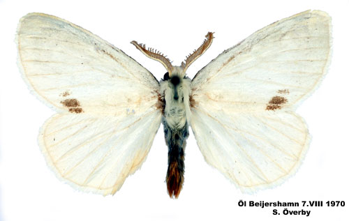 Krsbrsrdgump Euproctis similis