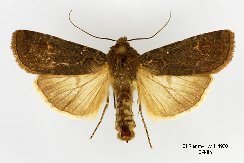Alvarjordfly Euxoa adumbrata