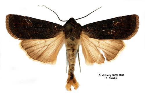 Alvarjordfly Euxoa adumbrata