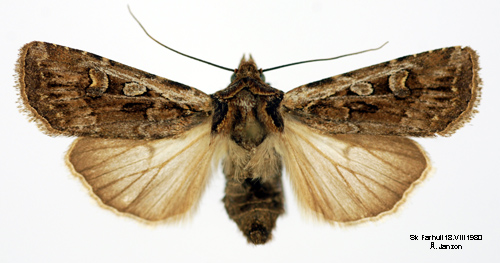 Vetejordfly Euxoa tritici
