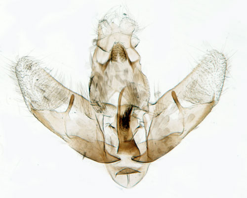 Bjrkplattmal Exaeretia ciniflonella