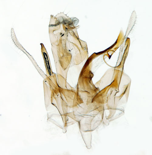 Svart aspstvmal Gelechia nigra