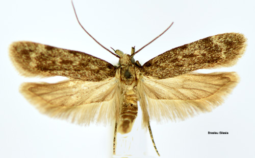 Poppelstamsmal Gelechia rhombelliformis