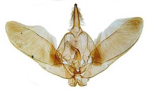 Rllekfjdermott Gillmeria pallidactyla