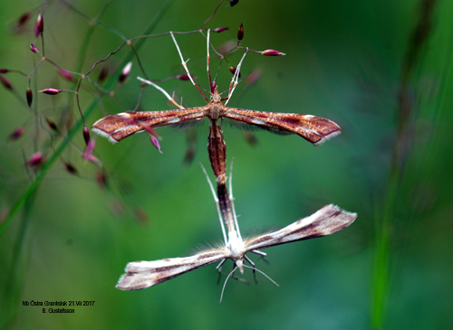 rllikafjdermott Gillmeria pallidactyla