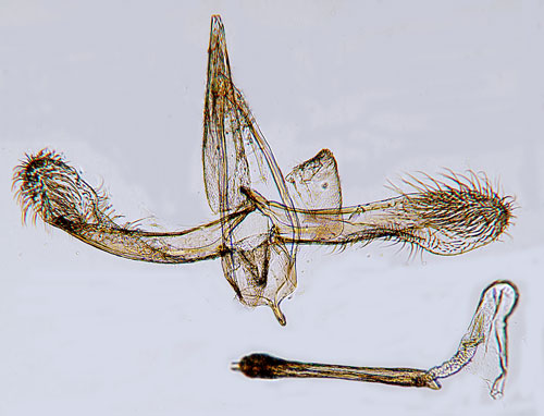 Aghakmal Glyphipterix schoenicolella