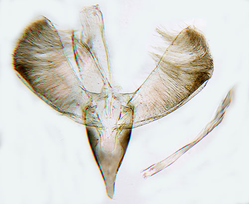 Syrnmal Gracillaria syringella