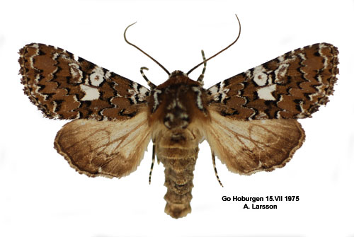 Vitflckat nejlikfly Hadena albimacula