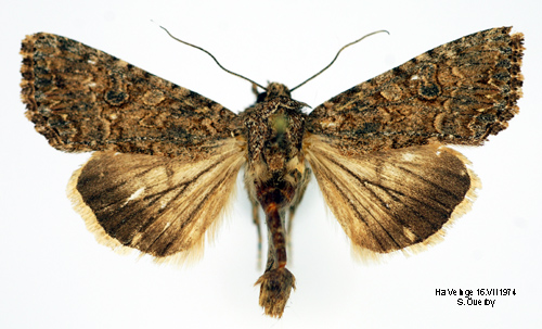 Klverfly Anarta trifolii
