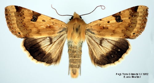 Bolmrtsknlfly Heliothis peltigera