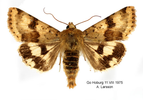 Kardvddsknlfly Heliothis viriplaca
