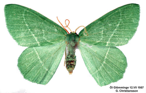 Smaragdgrn lundmtare Hemistola chrysoprasaria