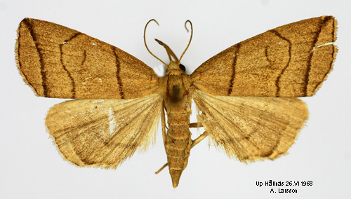 Spetsstreckat tofsfly Herminia grisealis