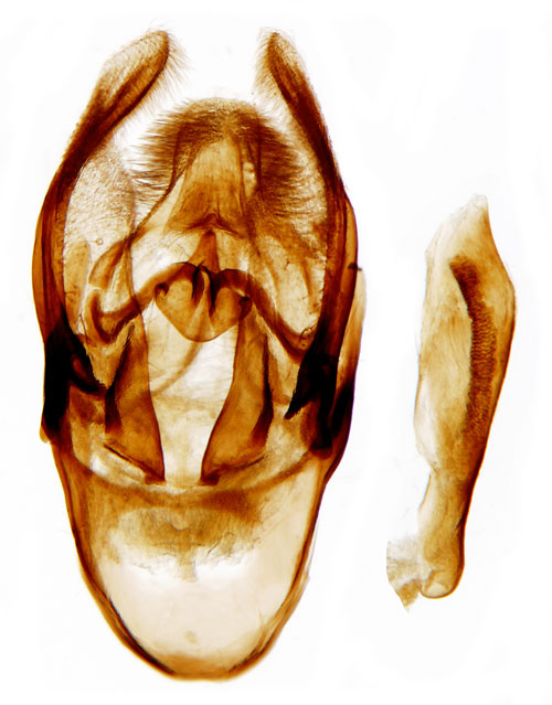 Grtt korgblomsmott Homoeosoma nimbellum