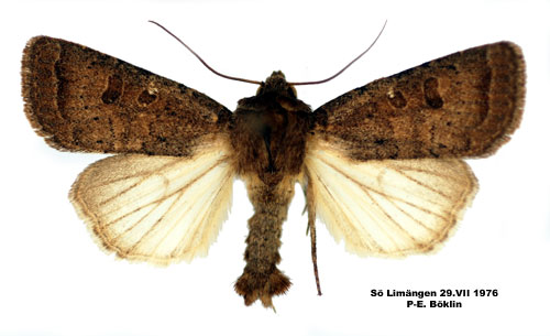 Maskroslvfly Hoplodrina blanda