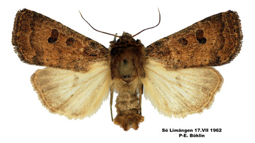 Gulbrunt lvfly Hoplodrina octogenaria