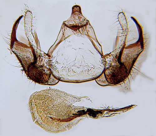Alskogsfrnamal Hypatopa inunctella