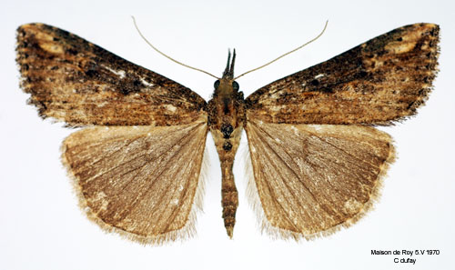 Spetsvingat nbbfly Hypena obesalis