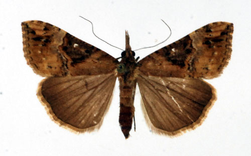 Sydsprtfly Hypena obsitalis