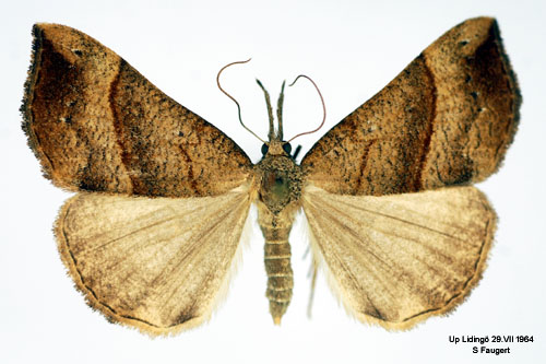Brunstreckat nbbfly Hypena proboscidalis