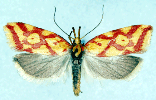 Jungfrulinspraktmal Hypercallia citrinalis