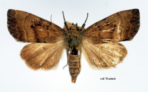 Aspvecklarfly Ipimorpha contusa